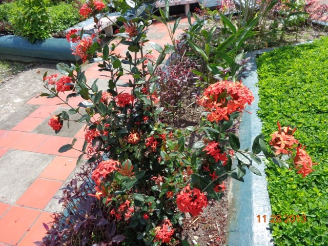 [Foto de planta, jardin, jardineria]