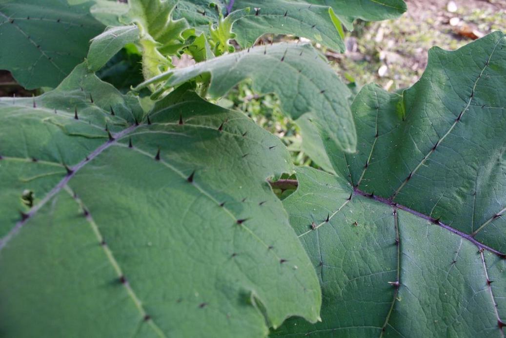 [Foto de planta, jardin, jardineria]