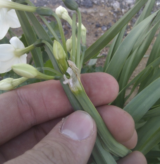 [Foto de planta, jardin, jardineria]