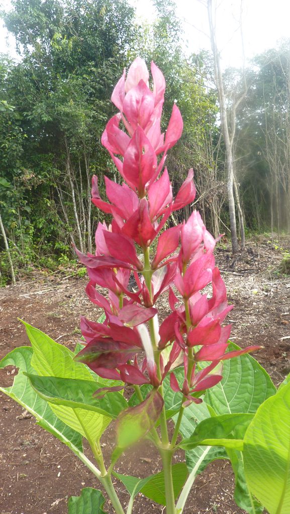 [Foto de planta, jardin, jardineria]