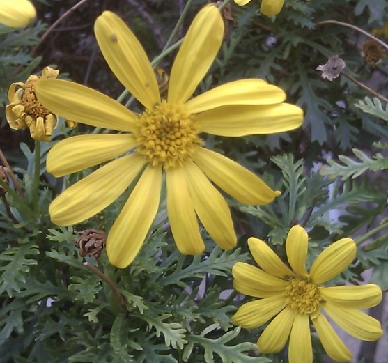 [Foto de planta, jardin, jardineria]