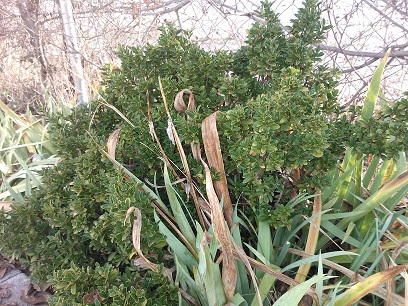 [Foto de planta, jardin, jardineria]