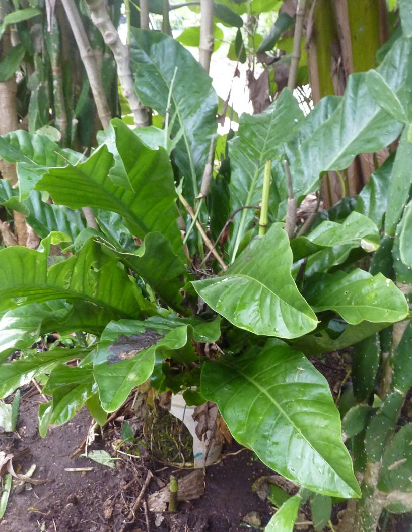 [Foto de planta, jardin, jardineria]