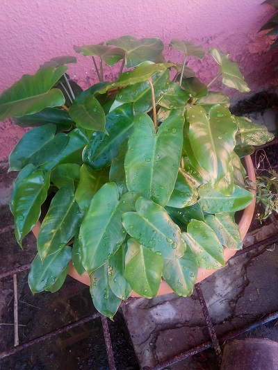 [Foto de planta, jardin, jardineria]