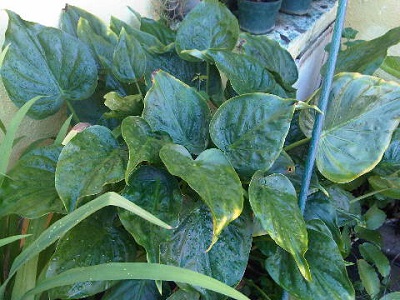 [Foto de planta, jardin, jardineria]