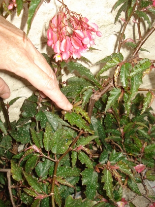 [Foto de planta, jardin, jardineria]