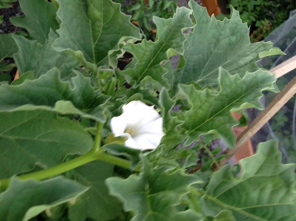 [Foto de planta, jardin, jardineria]