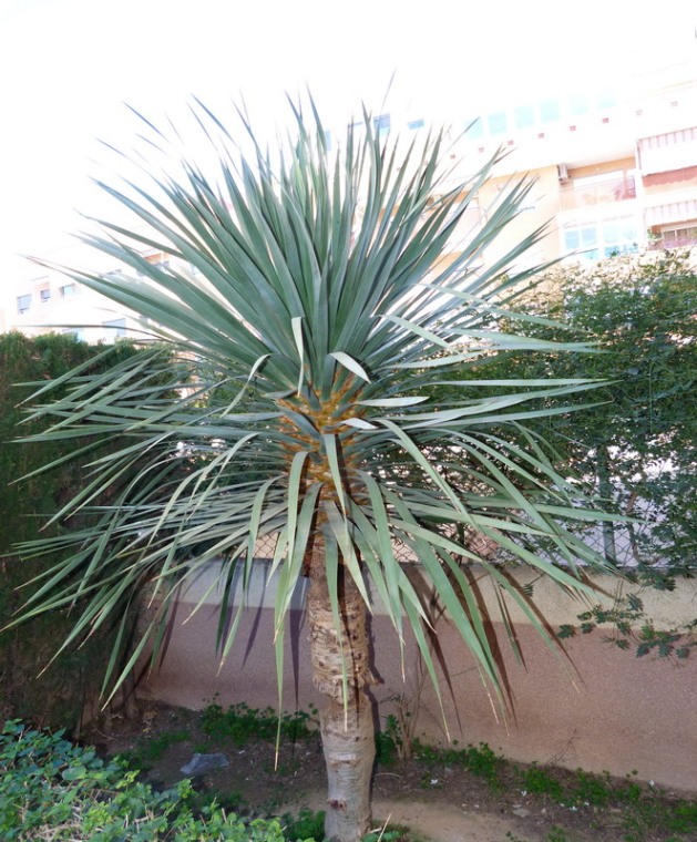 [Foto de planta, jardin, jardineria]