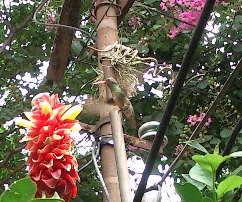 [Foto de planta, jardin, jardineria]