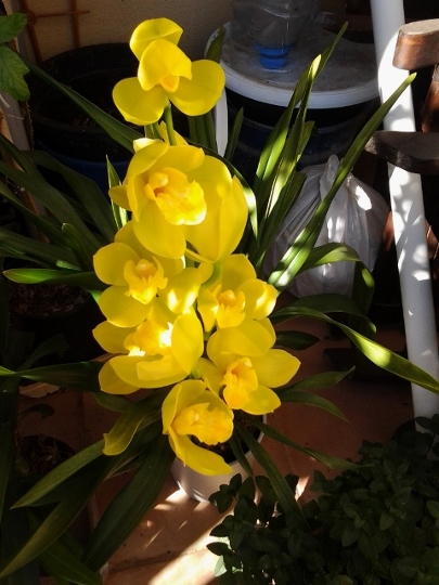 [Foto de planta, jardin, jardineria]