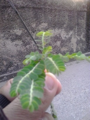 [Foto de planta, jardin, jardineria]