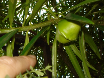 [Foto de planta, jardin, jardineria]