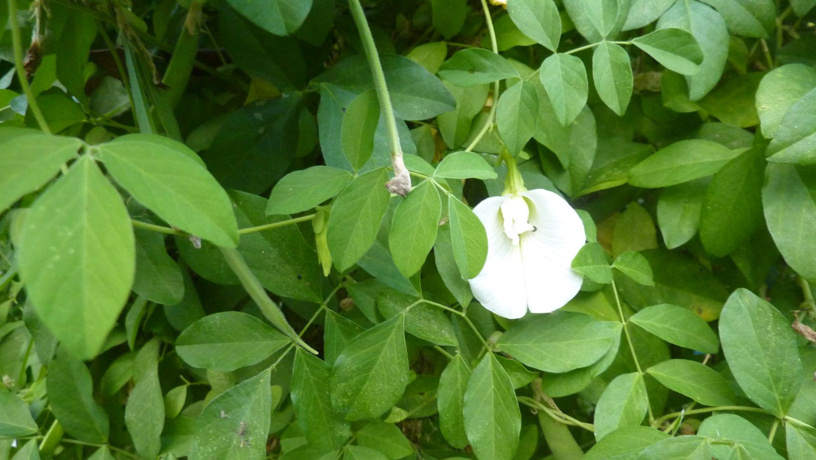 [Foto de planta, jardin, jardineria]