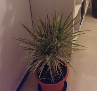 [Foto de planta, jardin, jardineria]