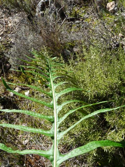 [Foto de planta, jardin, jardineria]