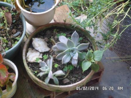 [Foto de planta, jardin, jardineria]