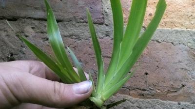 [Foto de planta, jardin, jardineria]