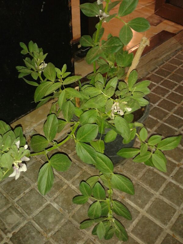 [Foto de planta, jardin, jardineria]