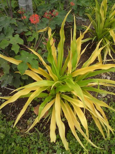 [Foto de planta, jardin, jardineria]