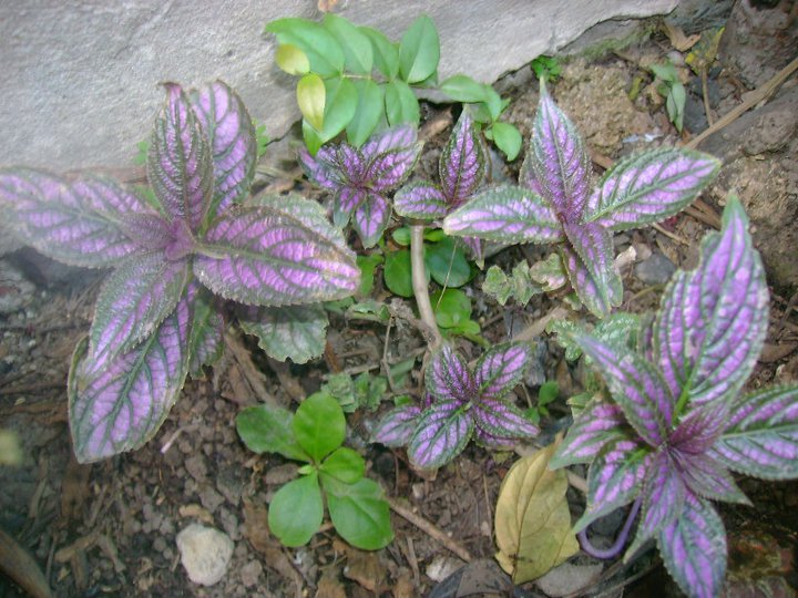 [Foto de planta, jardin, jardineria]