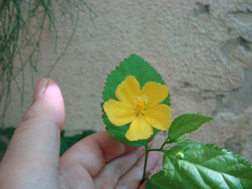 [Foto de planta, jardin, jardineria]