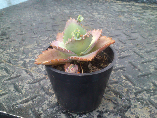 [Foto de planta, jardin, jardineria]