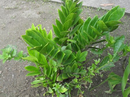 [Foto de planta, jardin, jardineria]