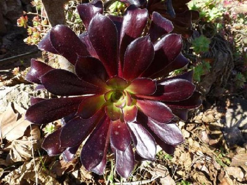[Foto de planta, jardin, jardineria]