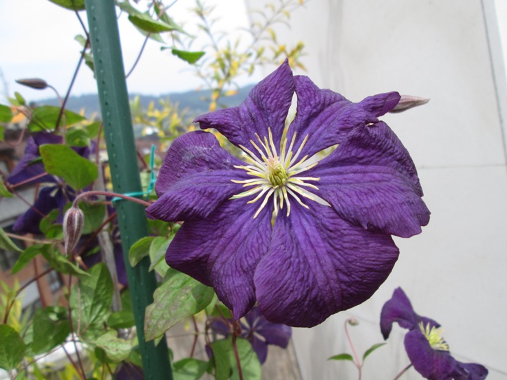 [Foto de planta, jardin, jardineria]