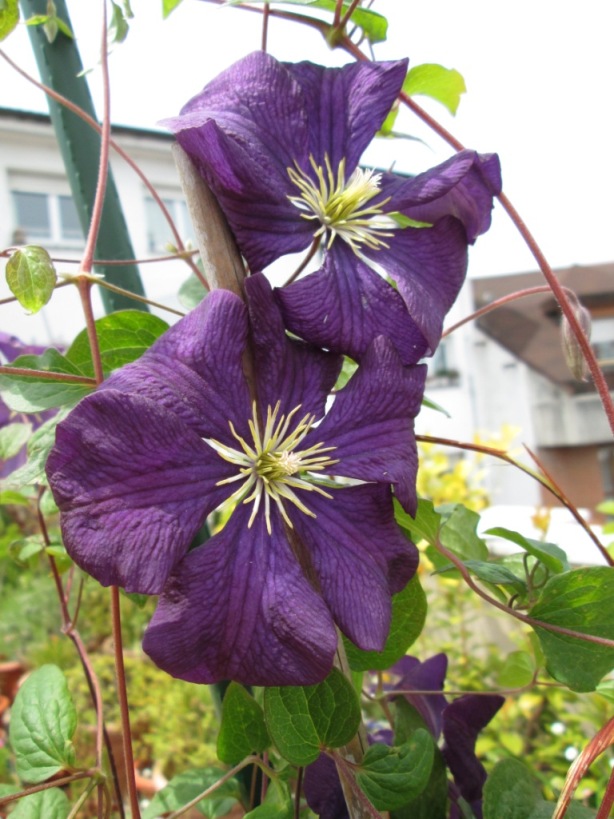 [Foto de planta, jardin, jardineria]