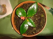 [Foto de planta, jardin, jardineria]