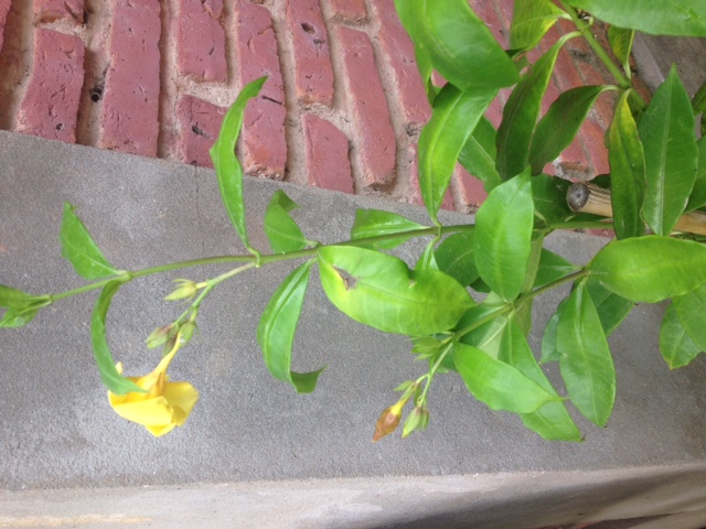 [Foto de planta, jardin, jardineria]