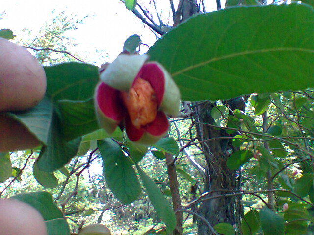 [Foto de planta, jardin, jardineria]