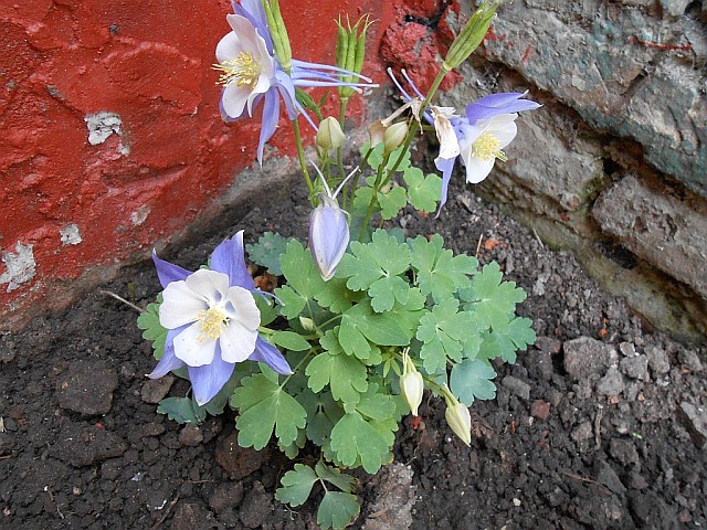 [Foto de planta, jardin, jardineria]