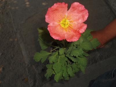 [Foto de planta, jardin, jardineria]