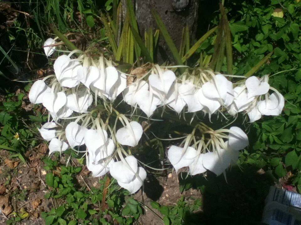 [Foto de planta, jardin, jardineria]