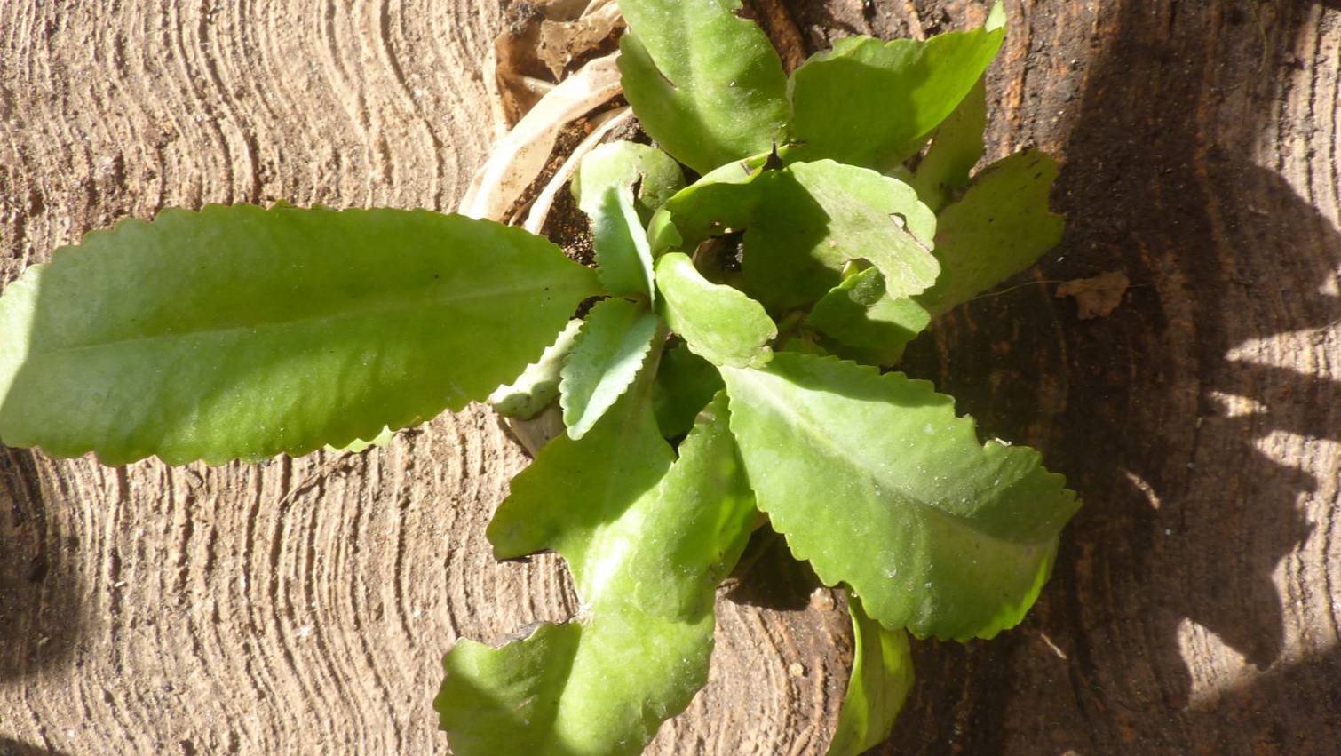 [Foto de planta, jardin, jardineria]