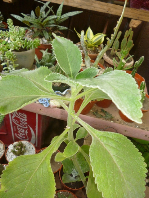 [Foto de planta, jardin, jardineria]