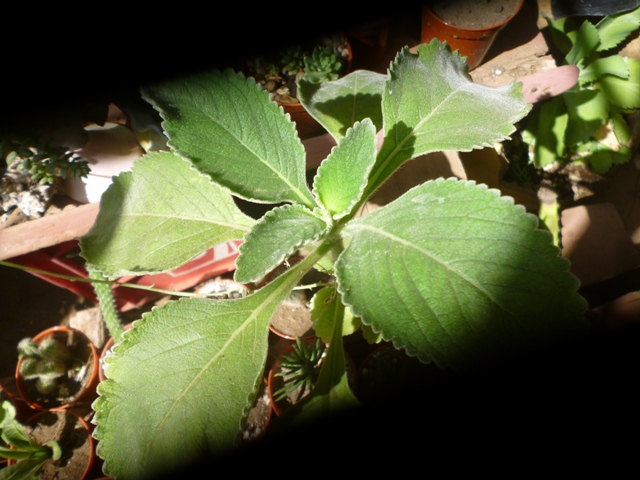 [Foto de planta, jardin, jardineria]