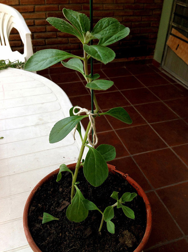 [Foto de planta, jardin, jardineria]