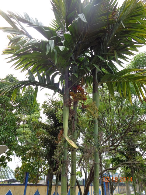 [Foto de planta, jardin, jardineria]