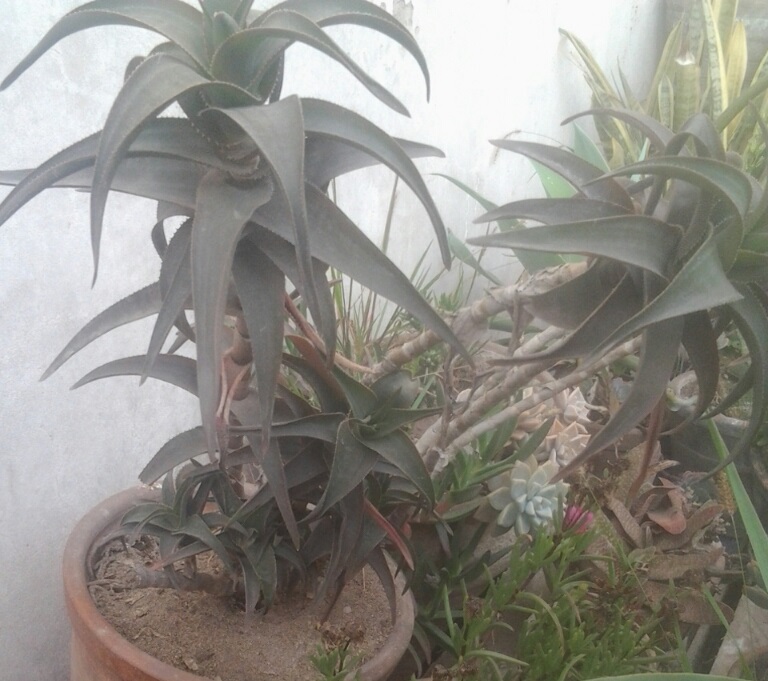 [Foto de planta, jardin, jardineria]