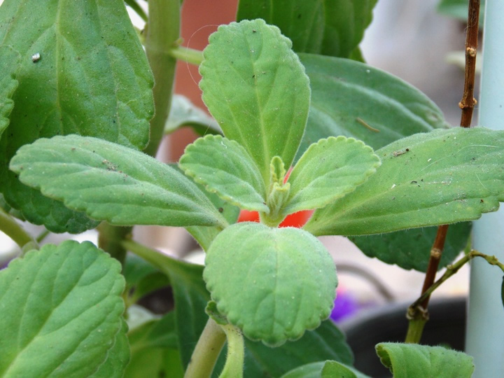 [Foto de planta, jardin, jardineria]