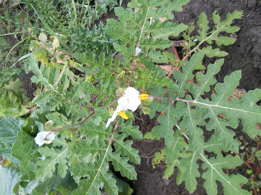 [Foto de planta, jardin, jardineria]