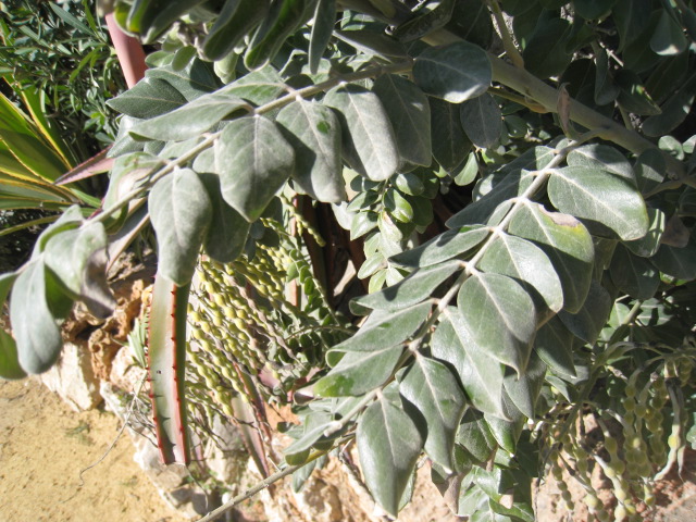 [Foto de planta, jardin, jardineria]