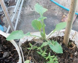 [Foto de planta, jardin, jardineria]