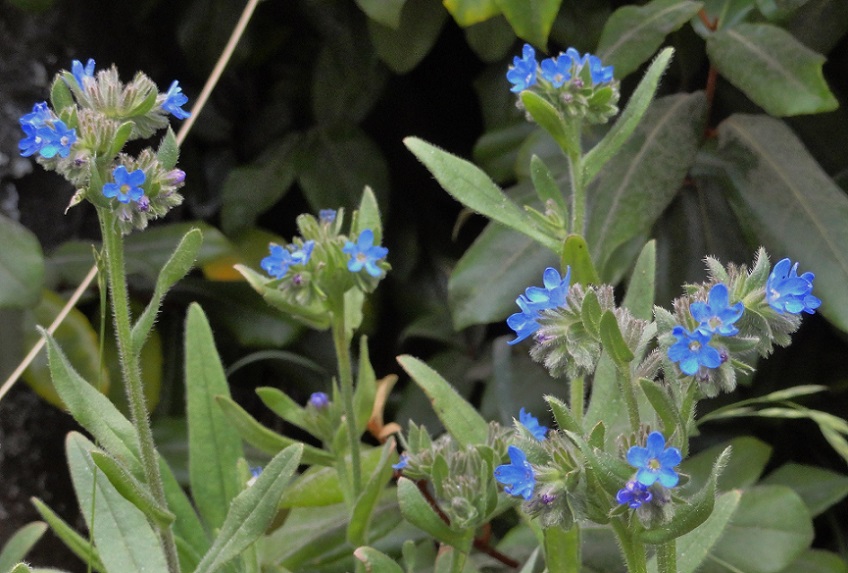 [Foto de planta, jardin, jardineria]