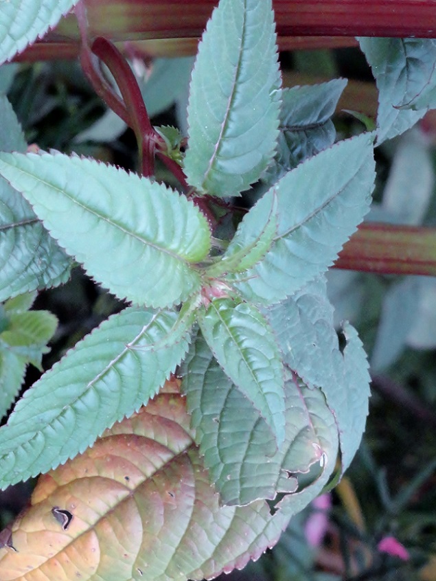 [Foto de planta, jardin, jardineria]