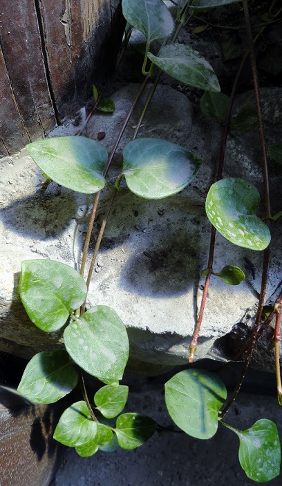 [Foto de planta, jardin, jardineria]