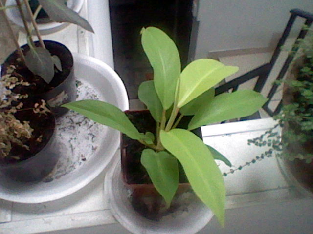 [Foto de planta, jardin, jardineria]